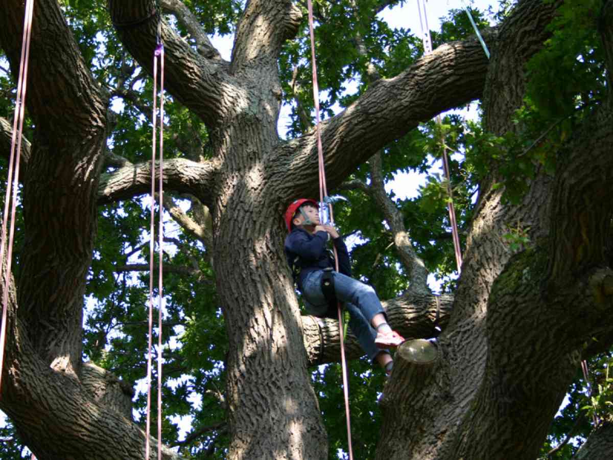Goodleaf Tree Climbing picture gallery - And away they go!
